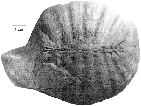 Lower Eocene Footprints from Northwest Washington, USA. Part 1: Reptile ...