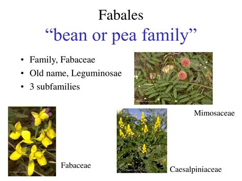 Family Description: Solanaceae, Fabaceae and Liliaceae - Biology for ...