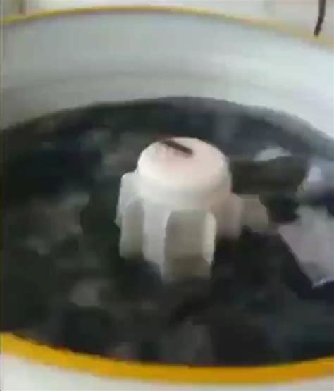 Cockroach Dance Song 的图像结果