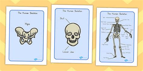 Human Skeleton Display Posters