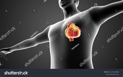 Image result for Circulatory System Animation