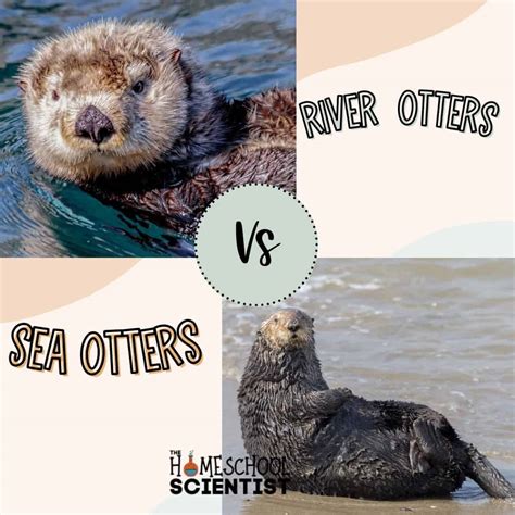 River Otter Vs Sea Otter