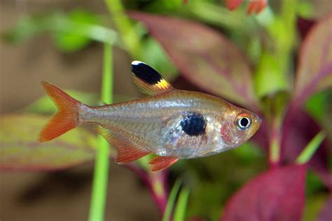 Types of Tetras: 20 Popular Tetra Species & Care Guide