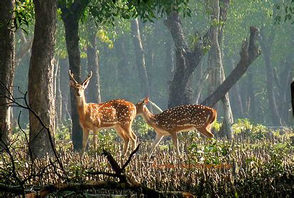 Nijhum Dwip
