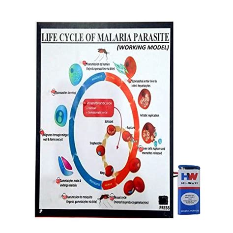 Buy Life Cycle of Malaria Parasite Working Model Science Project Online ...