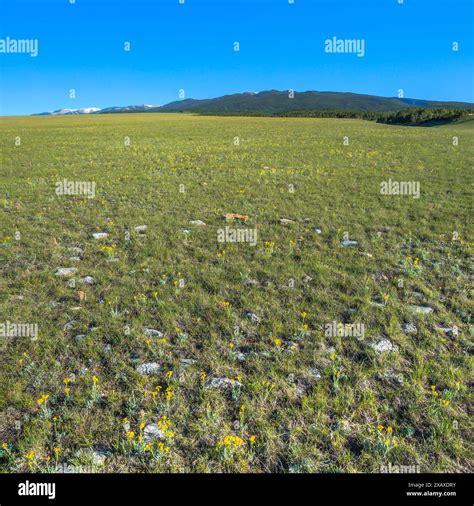tipi ring on the prairie below the big snowy mountains near judith gap ...