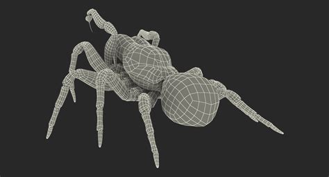 3D Mouse Spider Rigged with Fur model | 3D Molier International