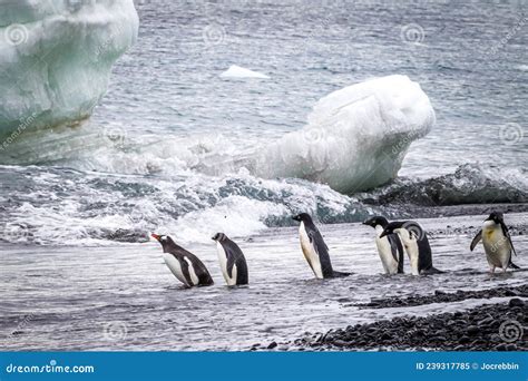 A Small Flock of Adele Penguins Enter the Ocean Stock Image - Image of ...
