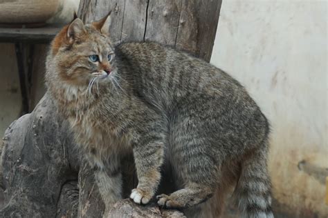 Easy to catch, yet little known: Meet the Chinese mountain cat