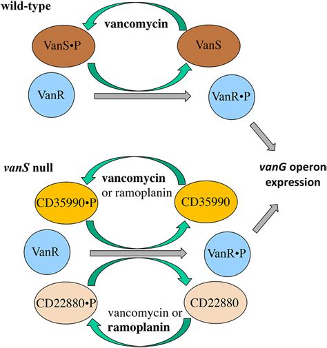 Vancomycin For C Diff