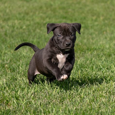 Black Pitbull Dog