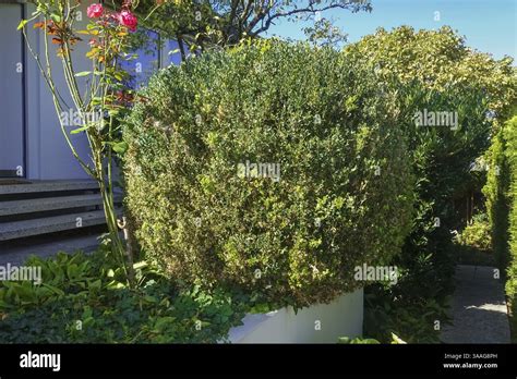 Image result for Box Tree Moth Control