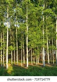 Image result for Eucalyplus Pulp