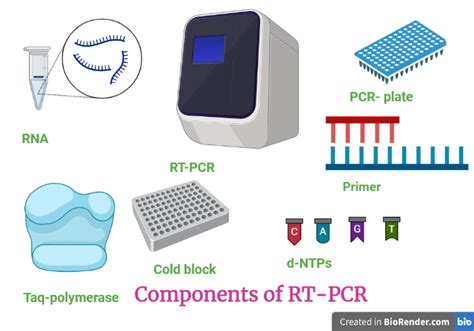 RT-PCR Method 的图像结果