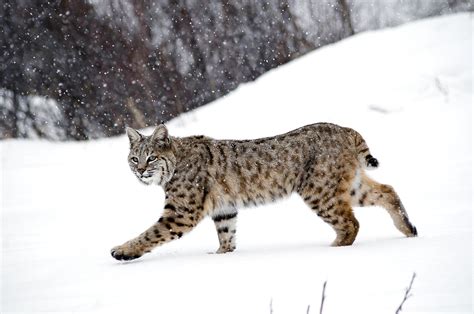 Bobcat tracks in the snow! Telluride, CO - hunting a rabbit ...