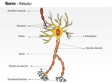 Multipolar Neuron Model 的图像结果