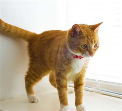 Pet Laser Therapy In Inman, SC 29349 | Inman Animal Hospital