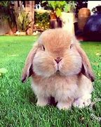Image result for Bunnies Eating Food Funny Pics
