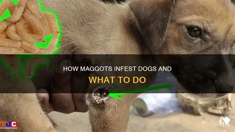 Image result for Dog Infested with Maggots