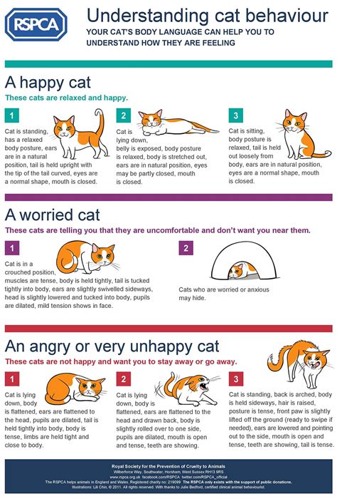 Image result for Cat Behaviour