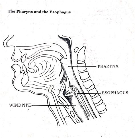 Windpipe And Oesophagus