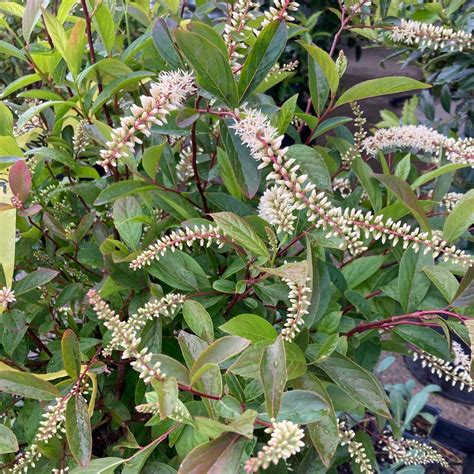 LADDS FARM SUPPLY - Cartersville GA - Hours, Directions, Reviews - Loc8NearMe