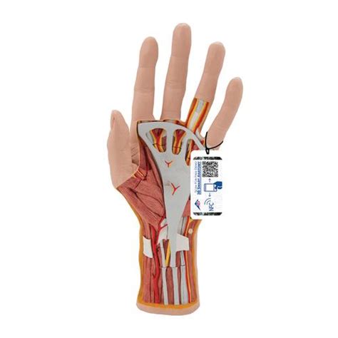 Life-Size Hand Model with Muscles, Tendons, Ligaments, Nerves ...