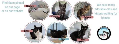 Petsmart Adoption Event, PetSmart (Nicholasville, KY), 8 November 2025 ...