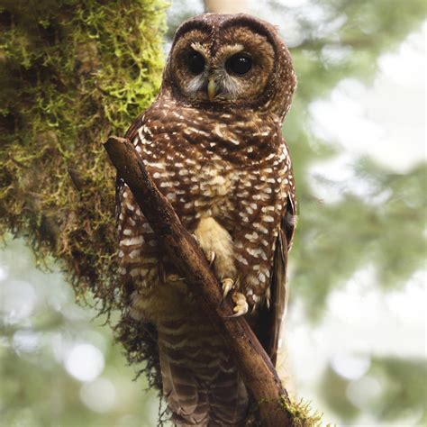 All 14 Owls in Oregon [With Sounds & Pictures]
