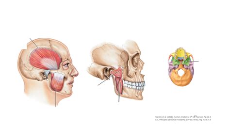 Muscles of Mastication Lecture 的图像结果
