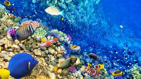Beautiful Coral Reef Wallpapers - Top Free Beautiful Coral Reef ...