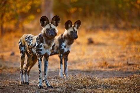 Sunlit Painted Wolves — African Wild Dog HD Wallpaper