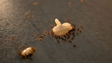 How to Get Rid Of Ants Inside Your Home | Do-It-Yourself Pest Control