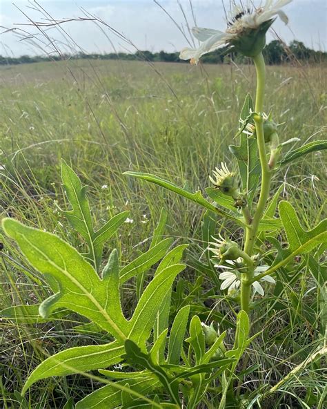 Texas National Grasslands