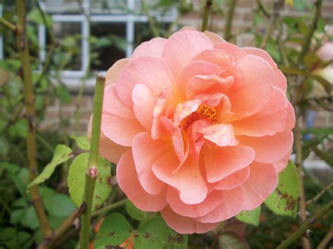 Spring Rolls 的图像结果