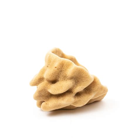 Lammella Sponge (Spongia officinalis meditteranea) - Thelandofcorfu