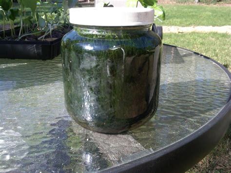 How Tall Do Java Moss Grow 的图像结果