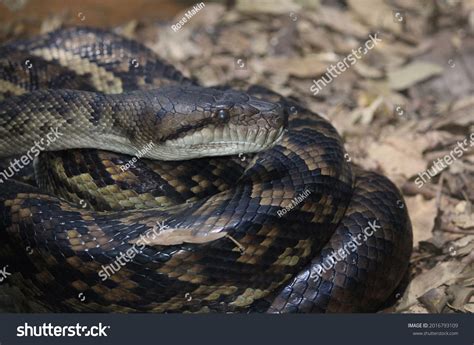 Image result for Catching Amethystine Python's