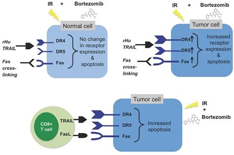 Combination Treatment with Sublethal Ionizing Radiation and the ...