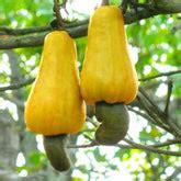 Grow & Decorate with Seeds Ville | Premium Seeds & Home Decor