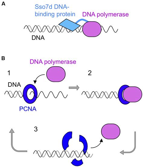 DNA PCR 的图像结果