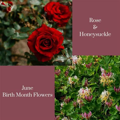 June Flowers Of The Month