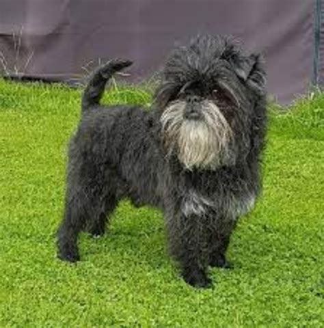 Monkey Dog Small Breed Lively - Free photo on Pixabay