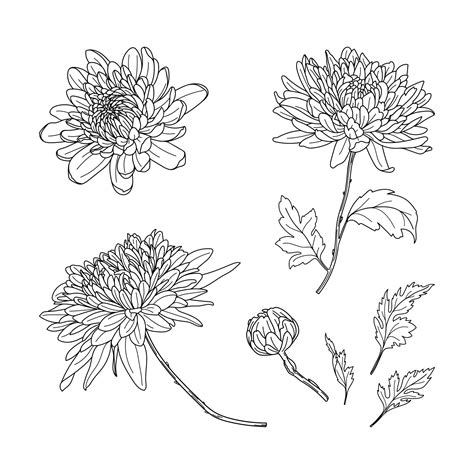 Chrysanthemum Line Drawing at Cynthia Cawley blog