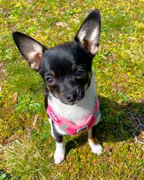 Pear Head Chihuahua: A Guide to This Uncommon Chihuahua