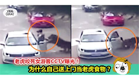 【内有影片】 老虎咬死女游客CCTV曝光！不少网友表示：该死的死不去，反而害死其他无辜的人！