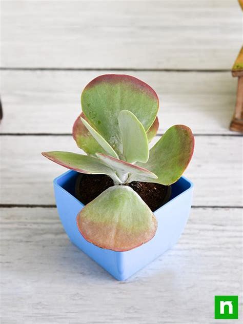 Buy Kalanchoe Flapjack, Poplet - Succulent Plant online from ...