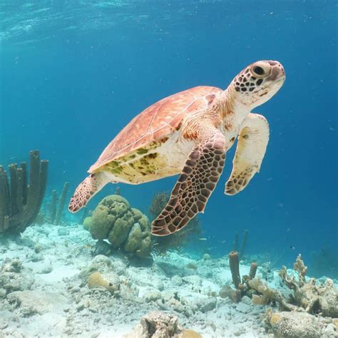 Image result for Turtle Method Multiplication