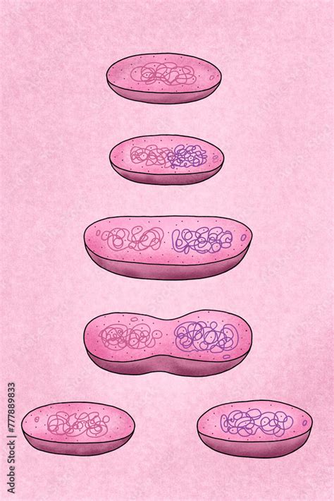 Binary fission of bacteria Stock Illustration | Adobe Stock