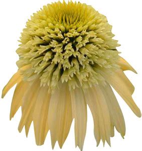 Redoak Ratibida Columnifera Echinacea Seeds - Yellowish - 20 Seeds Seed ...